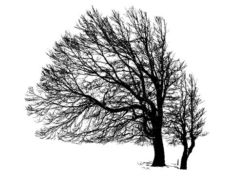 Winter Tree Silhouette SVG