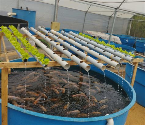 Aquaponia A Integra O Entre Peixes E Plantas Revis O De Literatura