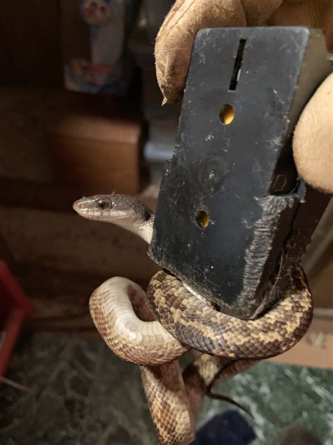 Western Ratsnake From County Road Mabank Tx Us On September