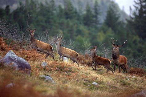 Native Irish Animals