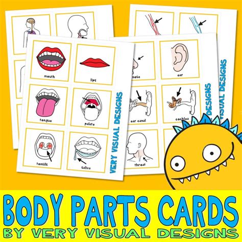 190 Body Parts Pecs Large Picture Communication Cards Etsy Uk