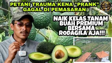 Petani Trauma Kena Prank Gagal Di Pemasaran Naik Kelas Tanam Buah