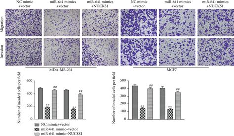 Nucks1 Overexpression Antagonizes The Effect Of Mir 641 On The Breast