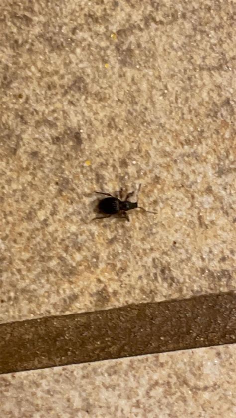 What is this tiny black bug? : r/whatisthisbug