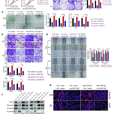 MiR 1307 3p Reverses The Biological Effects Induced By CircPPP1CB