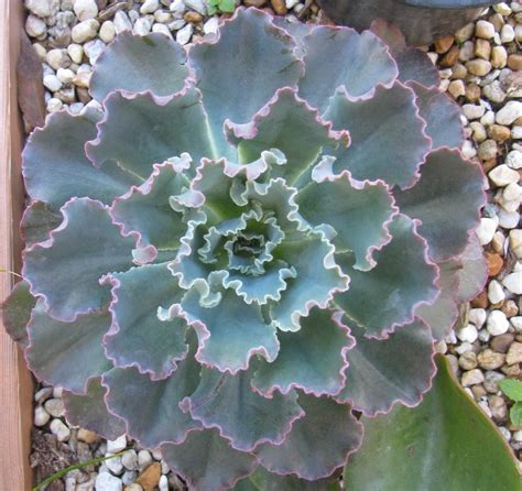 Photo Of The Entire Plant Of Echeveria Ruffles Posted By Dutchlady1