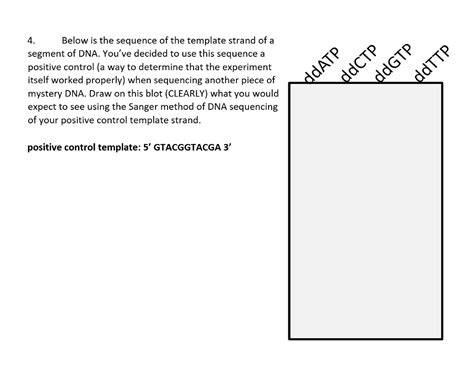Solved 4. Below is the sequence of the template strand of a | Chegg.com 