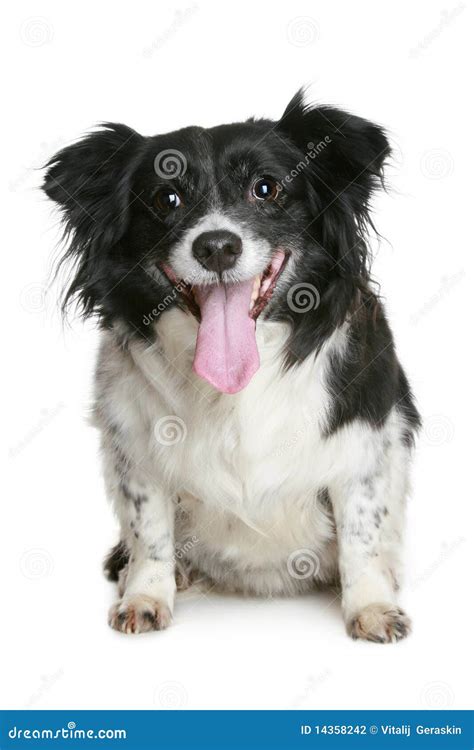 Retrato De Un Perro Sonriente Encantador Del Negro Y Blanco Foto De