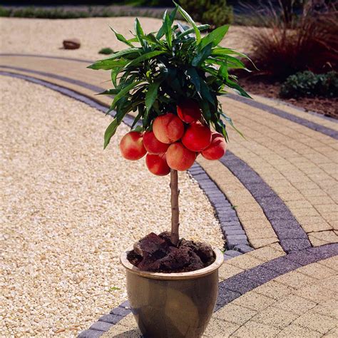 Bonanza Patio Peach The Sill