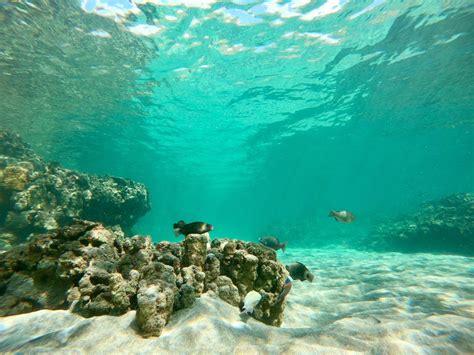 Snorkeling At Olowalu Boss Frog S Hawaii