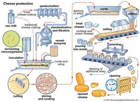 Cheese making | Description, History, Process, Steps, Curdling ...