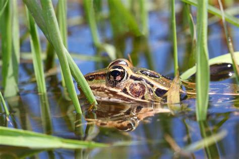 Northern Leopard Frog Illinois Wetland Stock Photo Image Of Ecology