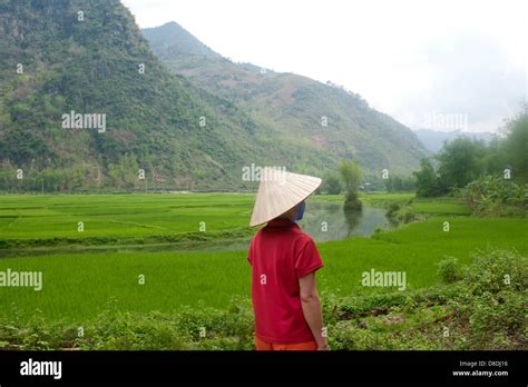 Sapa Region North Vietnam Woman In Rice Field Stock Photo Alamy