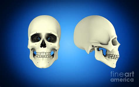 Human Skull Profile View