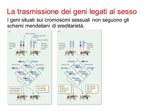 Mendel E Lereditariet Ppt Scaricare