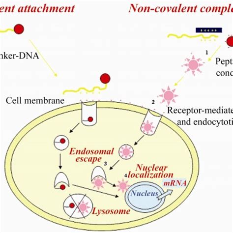 Peptide Based Nucleic Acid Delivery Systems Must Be Able To 1 Tightly