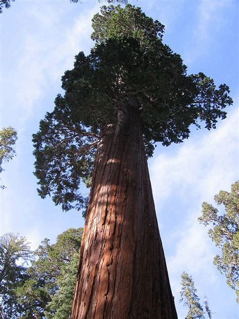 Sequoiadendron Giganteum Sequoia Gigantea Giant Sequoia Giant