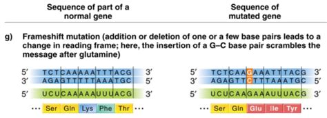 Lecture 13: Mutation and DNA Repair Flashcards | Quizlet