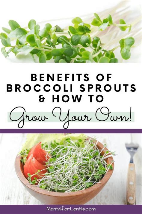 Benefits Of Broccoli Sprouts How To Grow Your Own In Broccoli