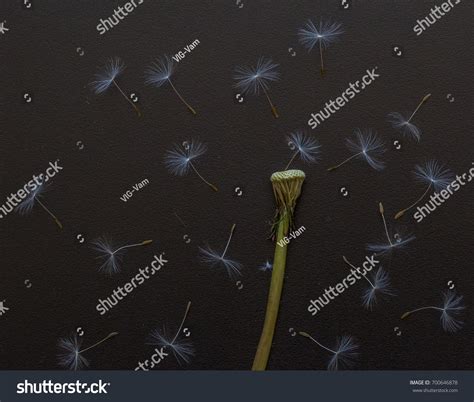 Naked Dandelion On Dark Background Leafless Stock Photo 700646878 Shutterstock