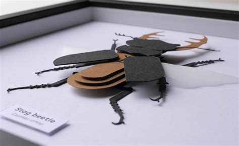 Stag Beetle Paper Mode Papercraft Insect Frame Vegan Taxidermy