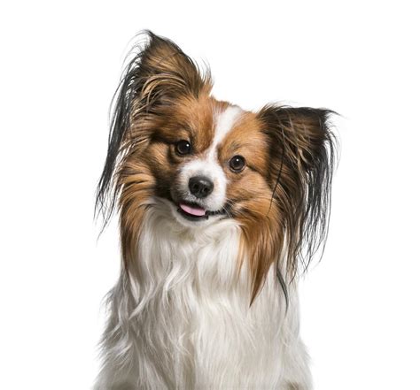 Papillon Breed Information | ManyPets