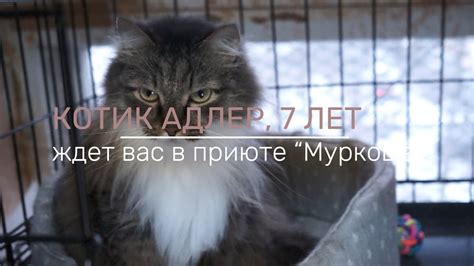АДЛЕР - YouTube