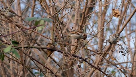 Sparrow Tree Stock Video Footage - 4K and HD Video Clips | Shutterstock