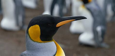 Are Penguins Dangerous? Can They Harm or Kill Humans?