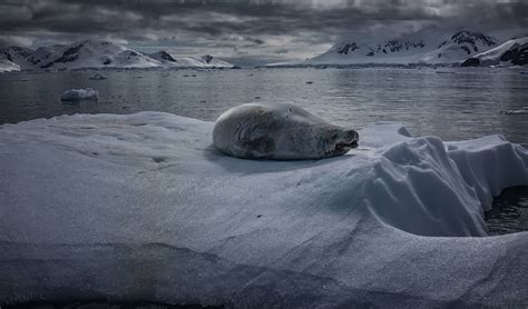 Nog Nooit Lag Er Zo Weinig Zee Ijs Rond Antarctica Mogelijk Ook