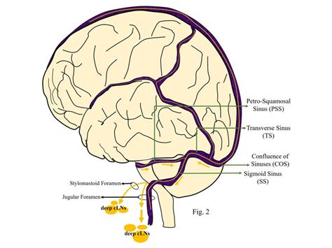 Morphometrics of the stapedius muscle: A systematic review of cadaveric ...