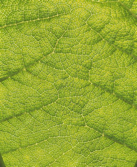 Gunnera leaf - Stock Image - B740/0335 - Science Photo Library