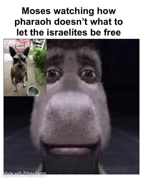 Donkey Staring Straight Ahead Memes Pi Ata Farms The Best Meme