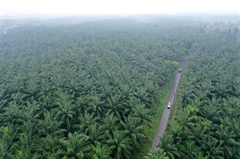 Cabut Izin 4 Perusahaan Sawit Bupati Sorong Terima Banyak Dukungan