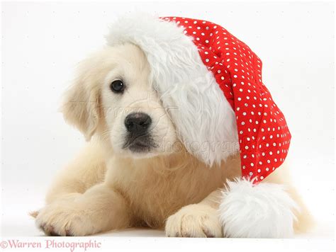 Dog Yellow Labrador Retriever Pup Wearing A Santa Hat Photo Wp38130