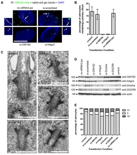 Sirna Knockdown Of Rnai Components Gw Hago Drosha And Dgcr