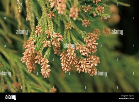 Cedar tree pollen hi-res stock photography and images - Alamy