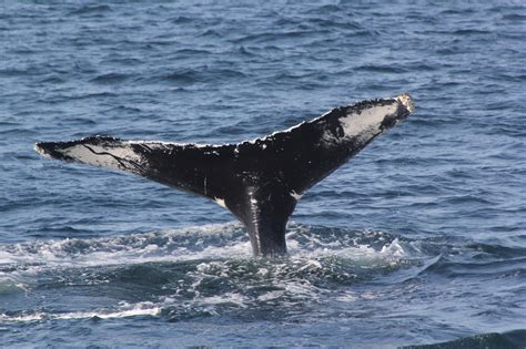 Whale tail, fluke shot, whale fluke, whale tail 4 6,free pictures ...