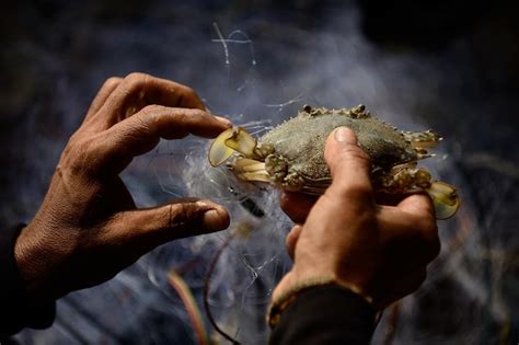 Premium Photo Cropped Image Of Man Holding Crab