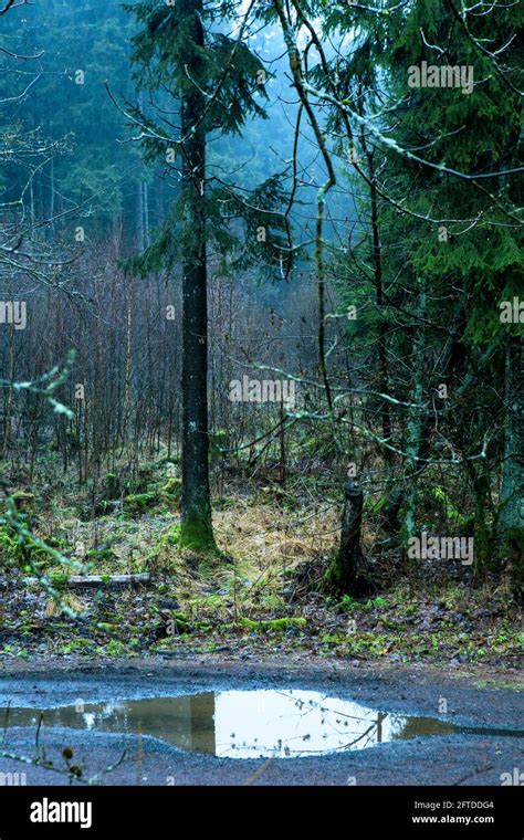 Foggy Forest And Dirt Road With Puddle Of Rainwater Stock Photo Alamy