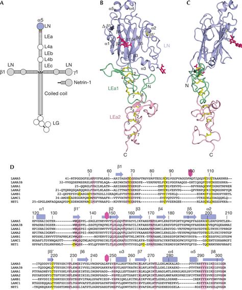 Laminin α5lnlea12 Structure A Schematic Drawing Of The