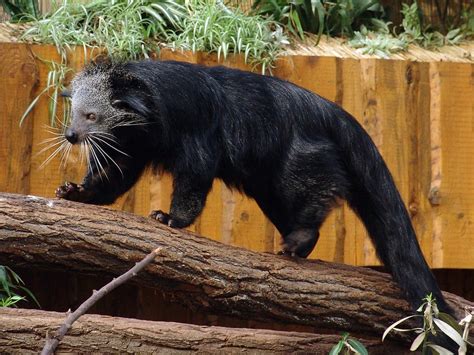 Binturong l Rare and Riveting - Our Breathing Planet