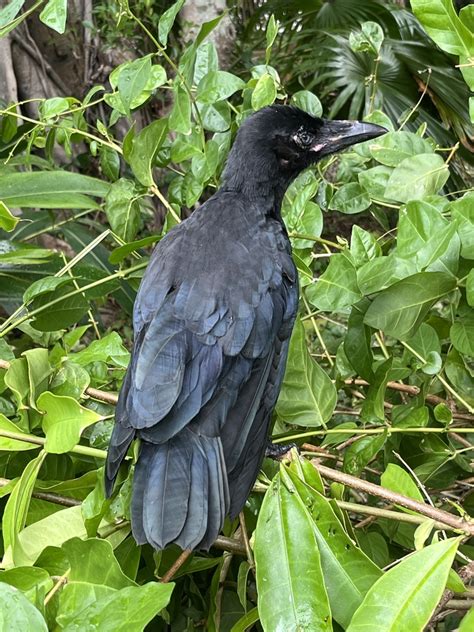 South Ryukyu Crow In July By Nakatada Wachi Inaturalist