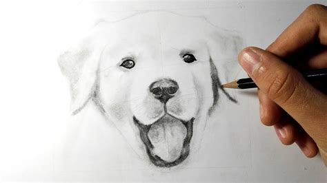 Comment Dessiner Un Chien