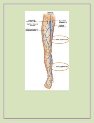 What is the function of the great saphenous vein