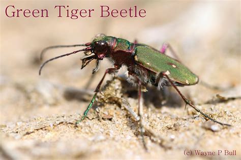 Oxfordshire Wildlife: Green Tiger Beetle