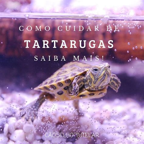 A Turtle Swimming In An Aquarium With The Caption Como Cuidar De