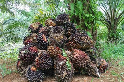 Pencurian Buah Kelapa Sawit Tinggi Begini Hukumannya Bagi Pelaku