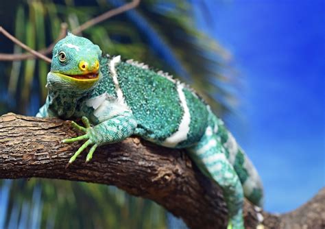 Fiji Crested Iguana | A Unique and Colorful Reptile