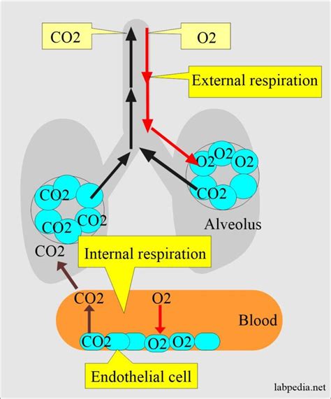 Acid-Base Balance:- Part 4 - Arterial Blood gases (Blood Gases), Acid-Base balance Mechanism ...